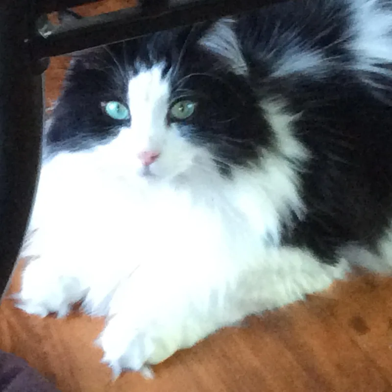 Gizmo Courtesy Listed thumbnail 2