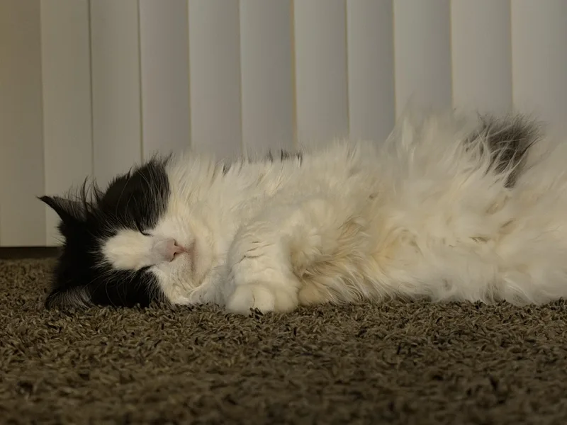 Gizmo Courtesy Listed thumbnail 4