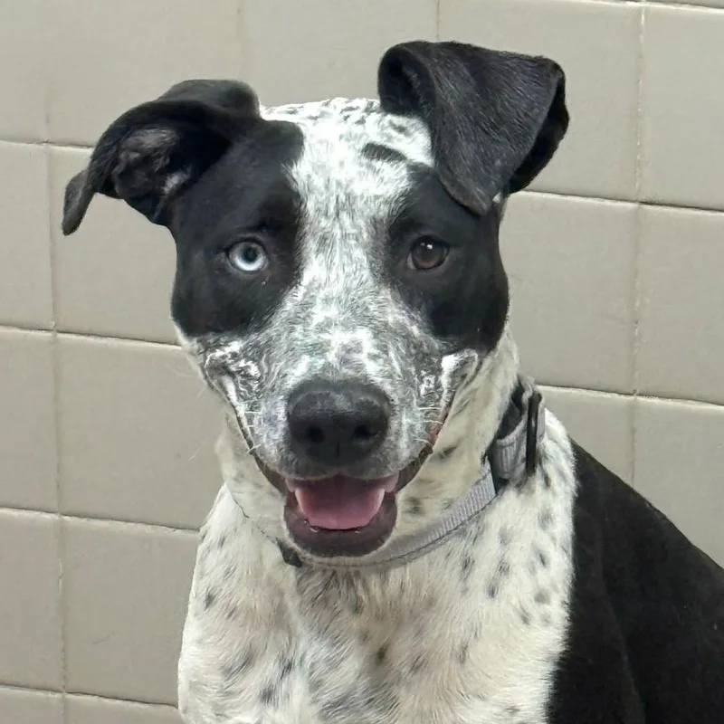 Tortellini thumbnail 3