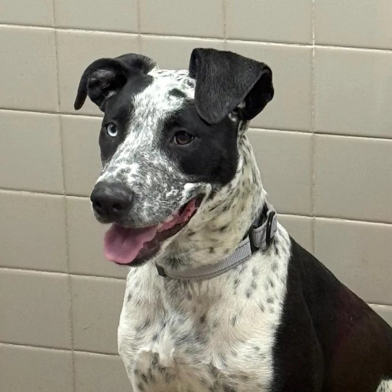 Tortellini thumbnail 4