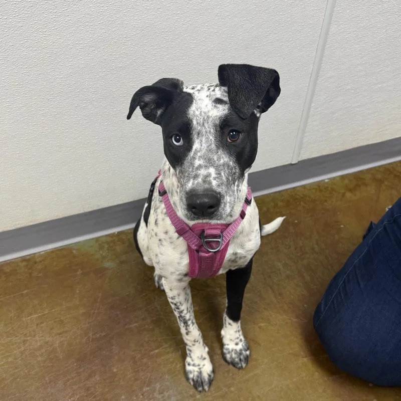 Tortellini thumbnail 6