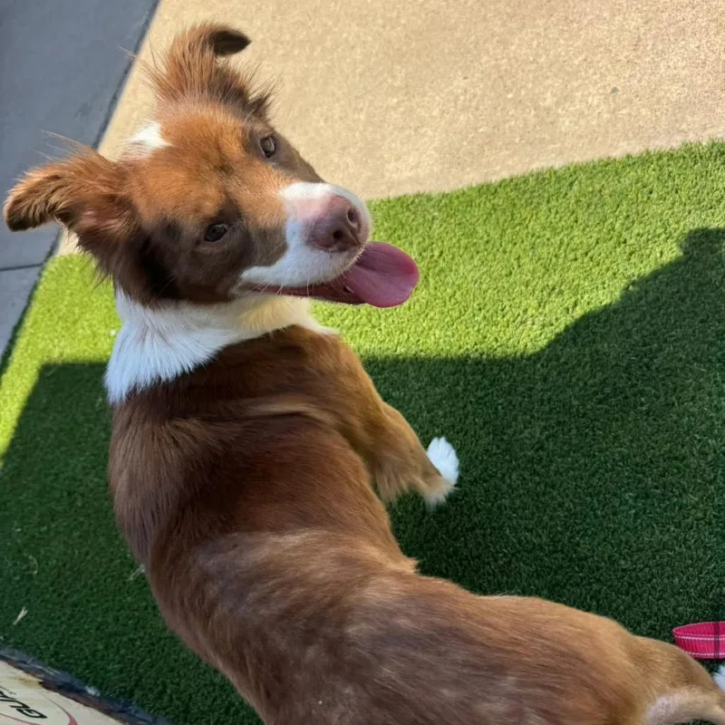 A young small-sized female Brown / Chocolate Border Collie dog named Lanie C for adoption in Oklahoma City, OK