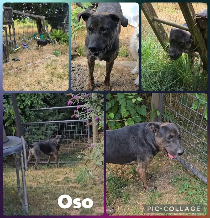 An adult large-sized male Pit Bull Terrier dog named Oso for adoption in Newberg, OR