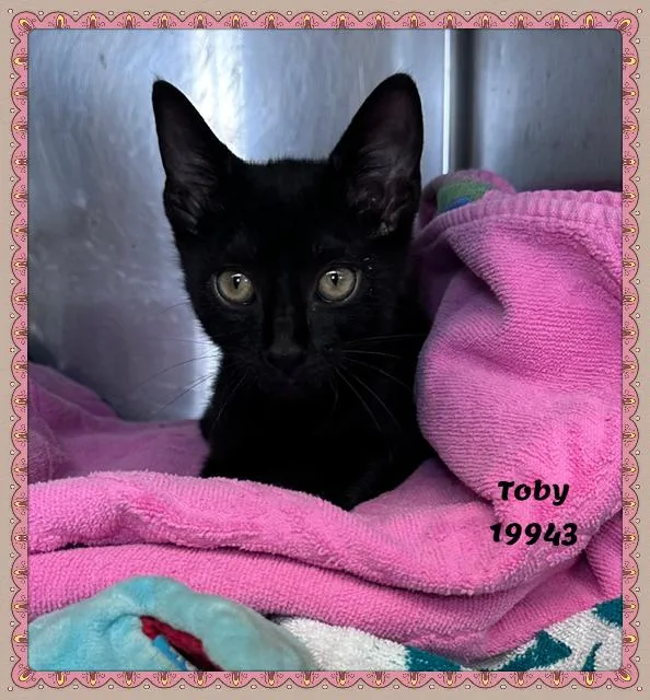 A baby medium-sized male Black Domestic Short Hair cat named Toby for adoption in Marietta, GA
