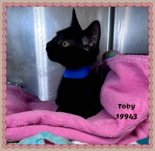 Toby thumbnail 2