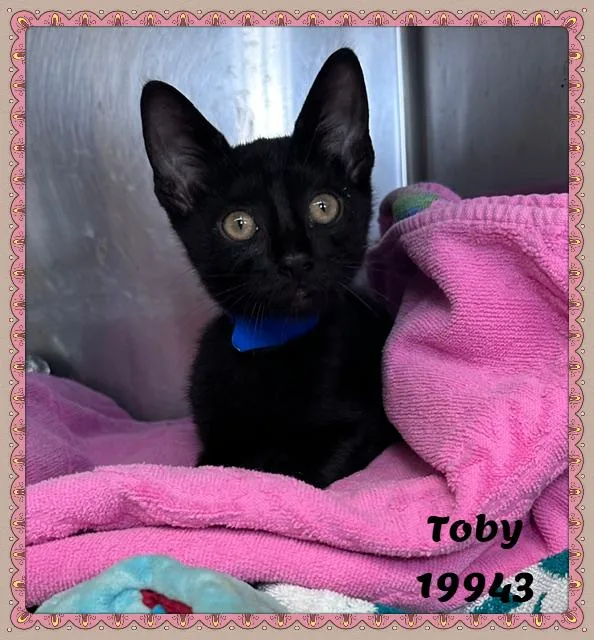 Toby thumbnail 3