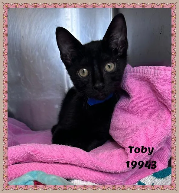 Toby thumbnail 4