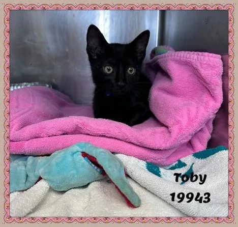 Toby thumbnail 5