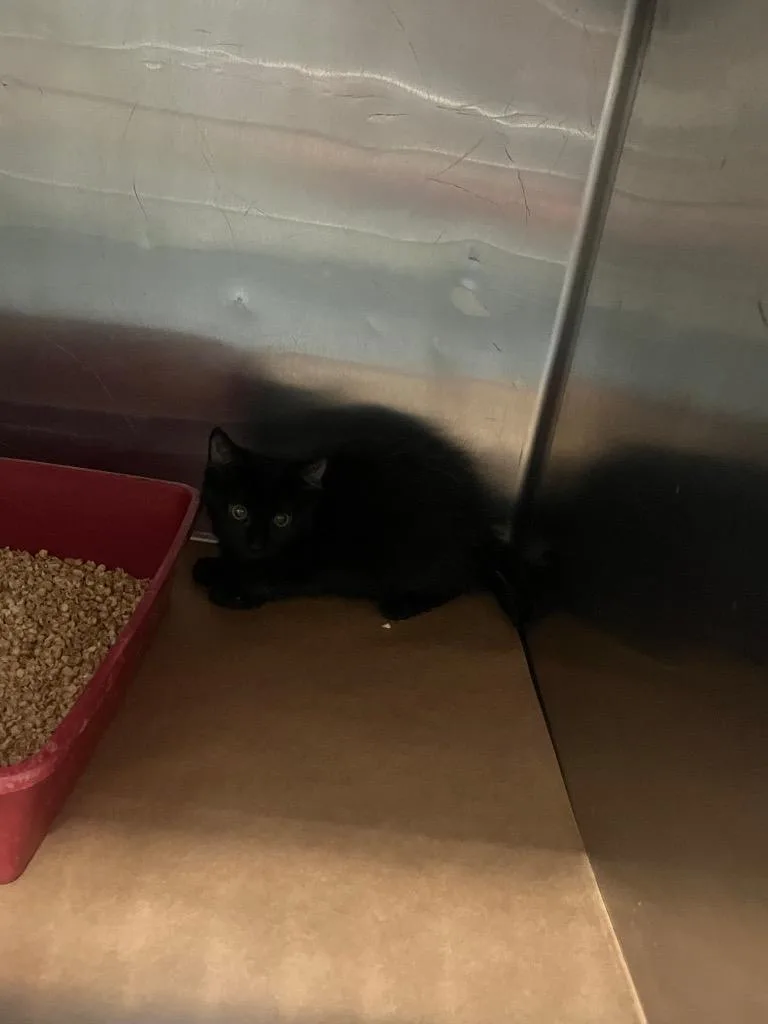 A baby large-sized male Domestic Short Hair cat named Peter for adoption in Cartersville , GA
