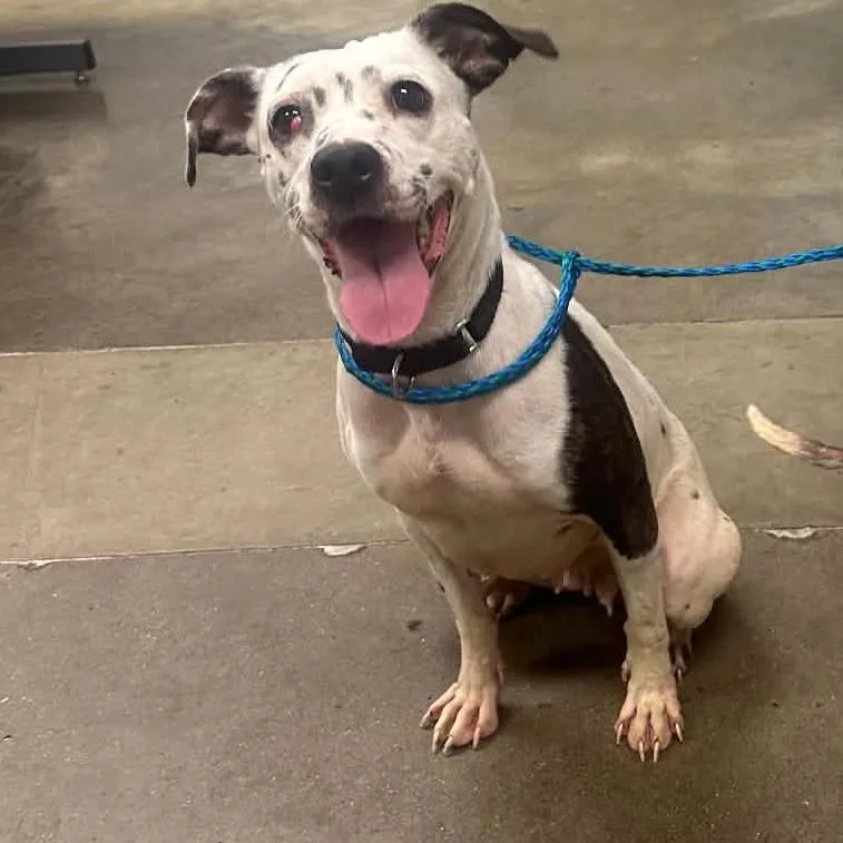 An adult medium-sized female Mixed Breed dog named Jet for adoption in Melbourne, KY