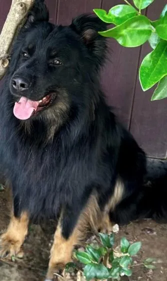 An adult large-sized male Black German Shepherd Dog dog named Joey for adoption in Brookfield, CT