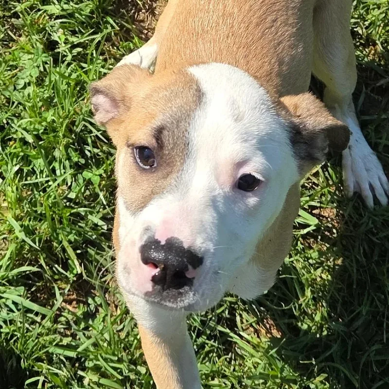 A baby medium-sized male Yellow / Tan / Blond / Fawn Labrador Retriever dog named Thor for adoption in Madisonville, KY