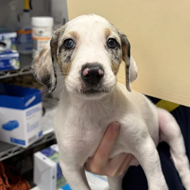 A baby small-sized female White / Cream Coonhound dog named Glamor for adoption in Delaware, OH