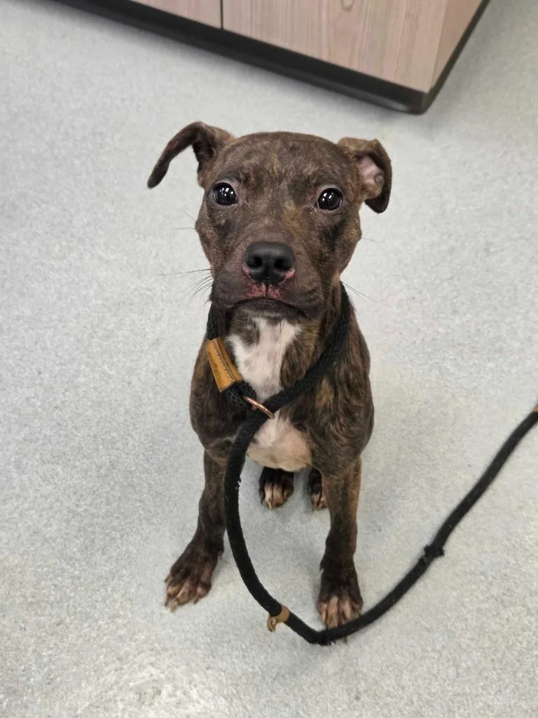 A baby large-sized female Pit Bull Terrier dog named Tomagotchi for adoption in Chillicothe, OH