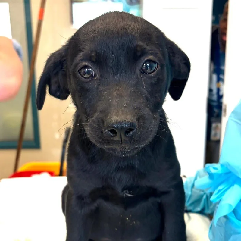 A baby small-sized male Black Terrier dog named Pobs for adoption in Nashville, TN