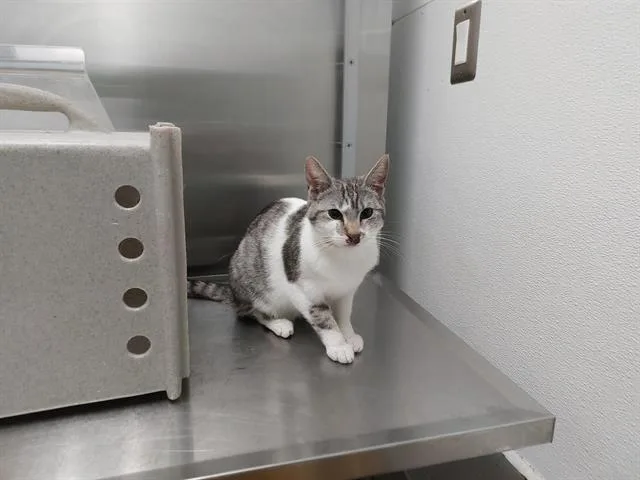 A young large-sized female Domestic Short Hair cat named Glacier Bay for adoption in Antioch, CA