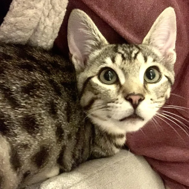 A baby medium-sized male Gray / Blue / Silver Domestic Short Hair cat named Sean for adoption in Springfield, OR
