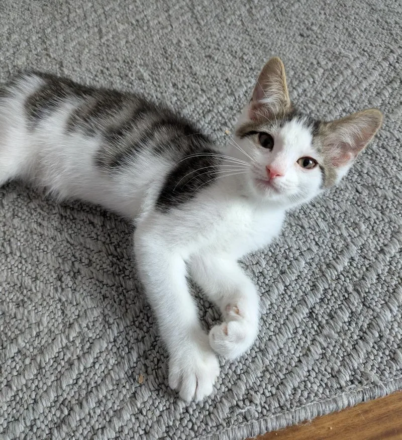 A baby medium-sized male Domestic Short Hair cat named Tobias for adoption in Youngsville, NC
