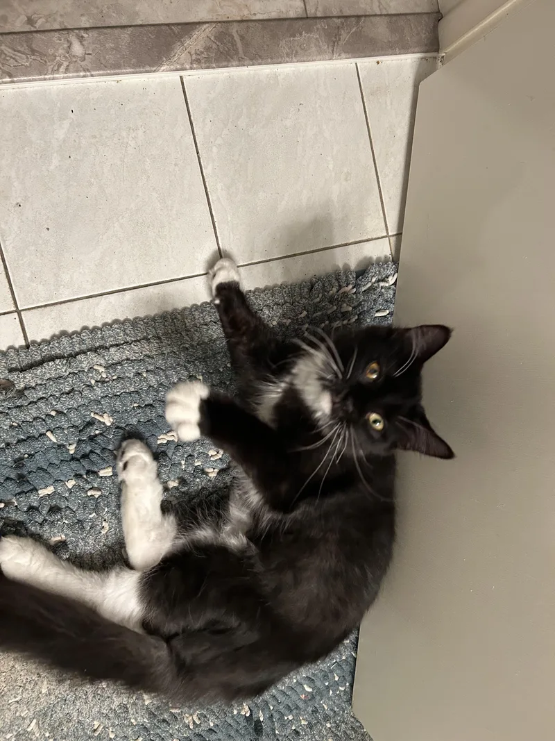A baby small-sized male Domestic Long Hair cat named Lucca for adoption in Canton, CT