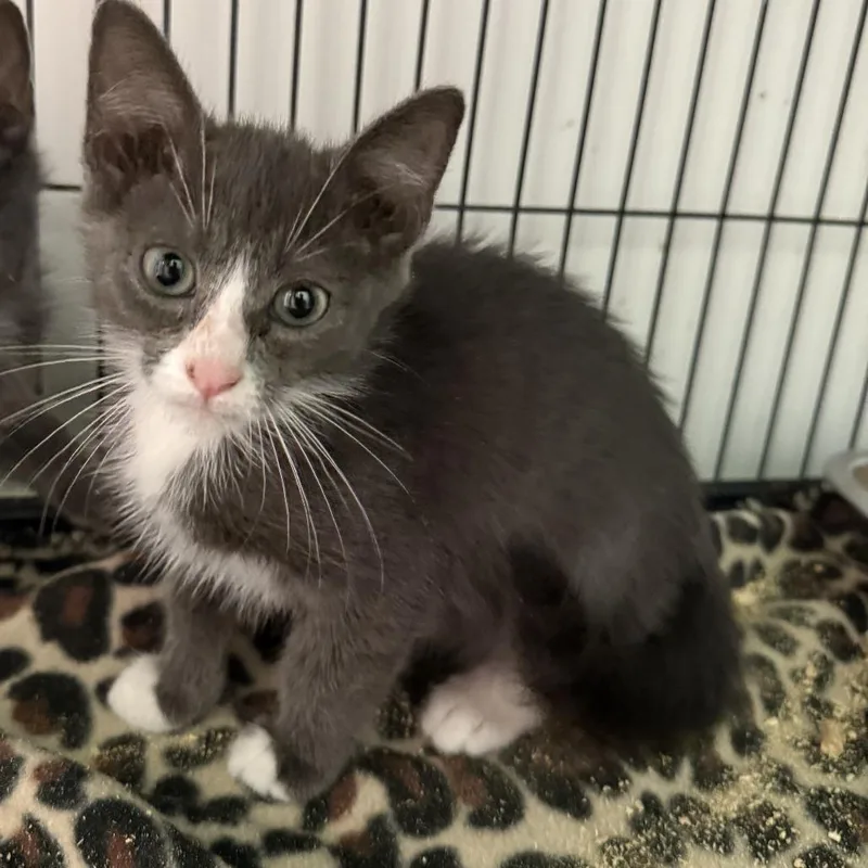 A baby small-sized male Gray / Blue / Silver Domestic Short Hair cat named Tic for adoption in New Port Richey, FL