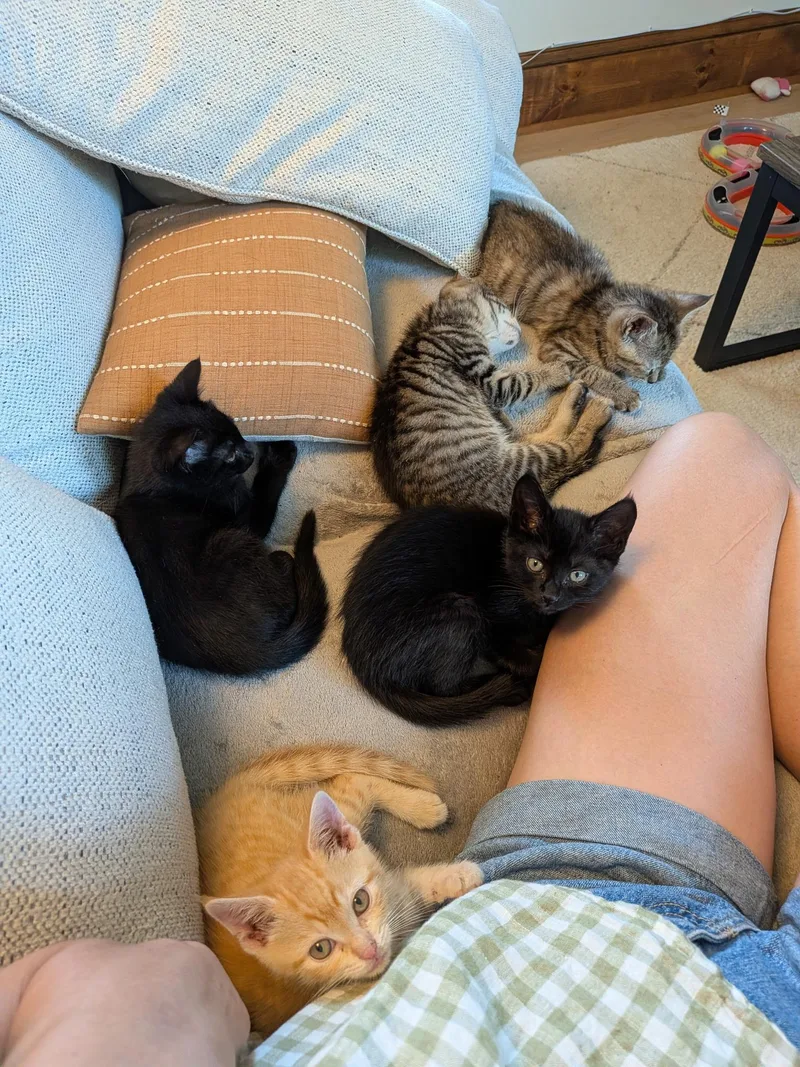 A baby small-sized male Black Tabby cat named Oxford Porch Babies for adoption in Bear, DE