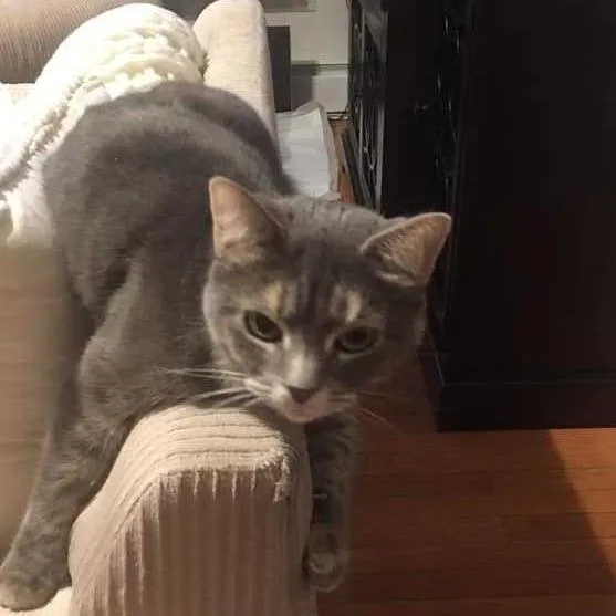A senior small-sized female Domestic Short Hair cat named Sicily for adoption in Long Island City, NY