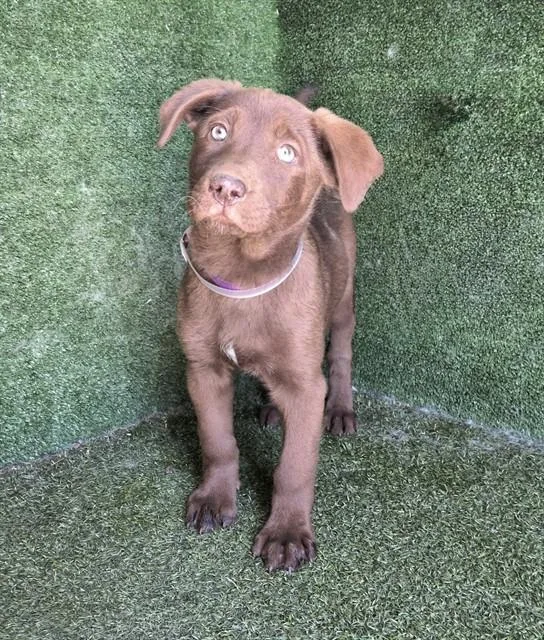 A baby small-sized female Husky dog named A for adoption in Lancaster, CA
