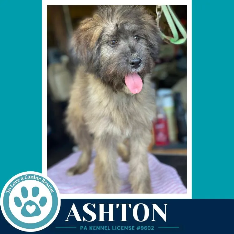 A young medium-sized female Wheaten Terrier dog named Ashton for adoption in Kimberton, PA