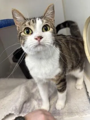 An adult medium-sized female Domestic Short Hair cat named Bologna for adoption in Picayune, MS