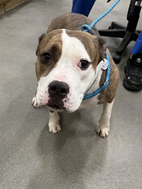 A young large-sized female Pit Bull Terrier dog named Maxine for adoption in Upper Marlboro, MD