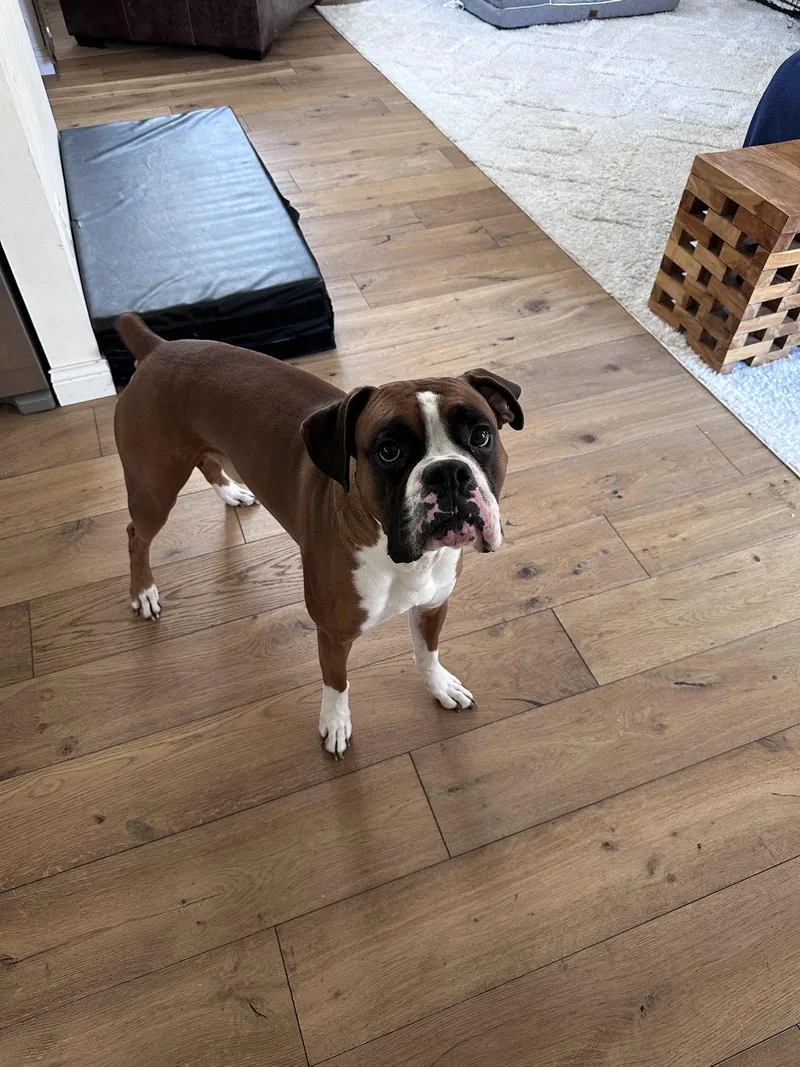 Eddie Bonded To Nala thumbnail 3