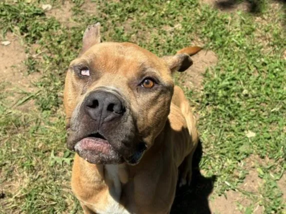 An adult medium-sized male Pit Bull Terrier dog named Toby for adoption in Tulsa, OK