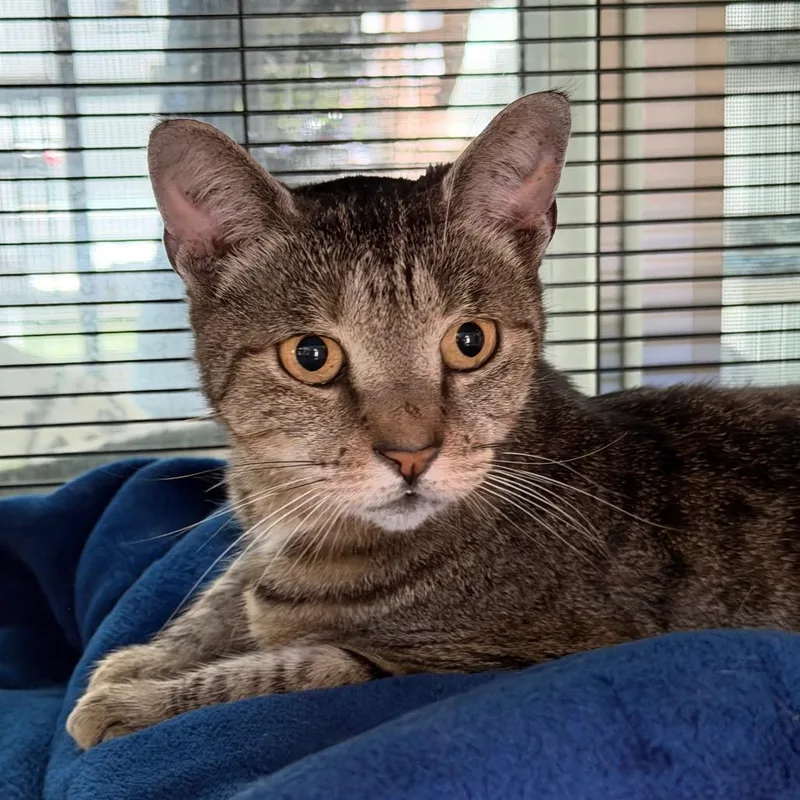 An adult medium-sized female Brown / Chocolate Domestic Short Hair cat named Mindy for adoption in Hampton Bays, NY