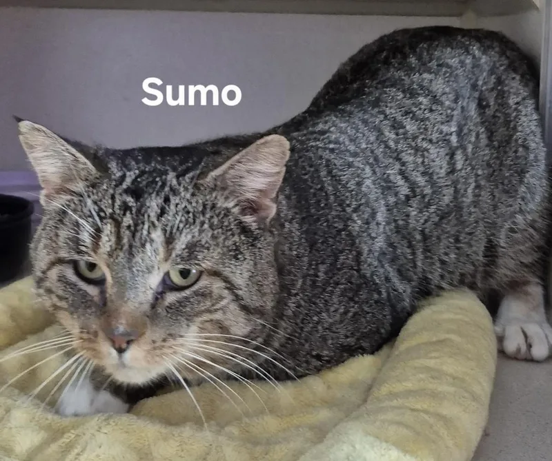 A young medium-sized male Domestic Short Hair cat named Sumo for adoption in Kendallville, IN