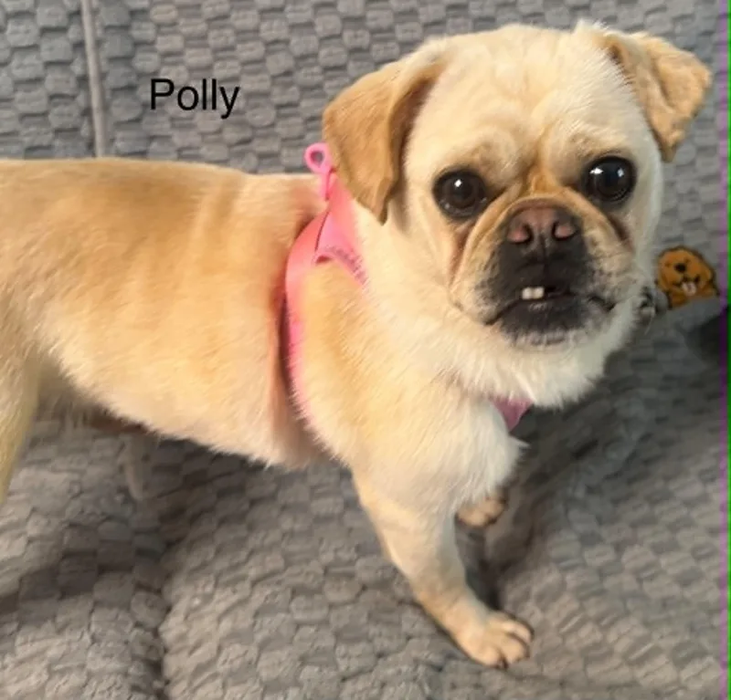 Polly