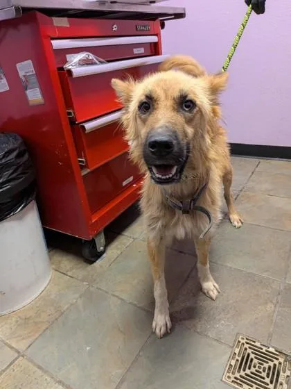 An adult large-sized female Yellow / Tan / Blond / Fawn Mixed Breed dog named DeeDee for adoption in El Paso, TX