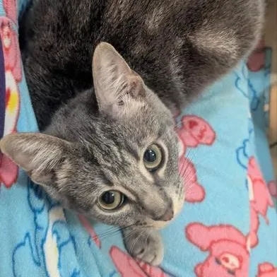 Primrose thumbnail 6