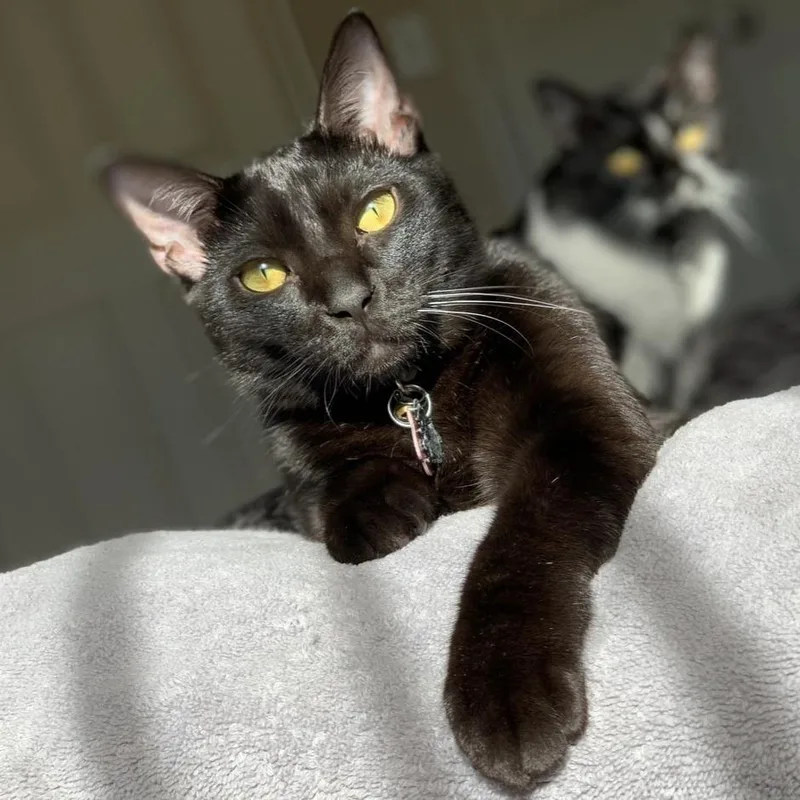 An adult extra large-sized male Black Domestic Short Hair cat named Bat the Cat for adoption in Houston, TX