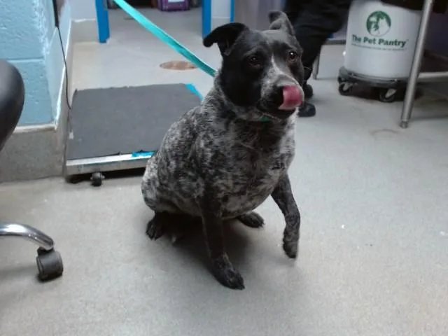 An adult large-sized female Australian Cattle Dog / Blue Heeler dog named Luna for adoption in Albuquerque, NM