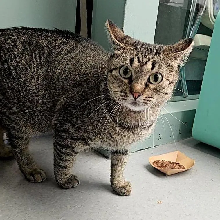 A young large-sized female Brown / Chocolate Domestic Short Hair cat named Nana for adoption in Lakewood, CO