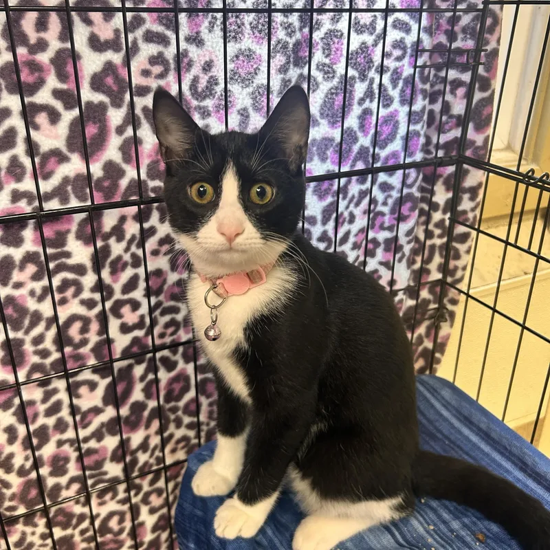 A young medium-sized female Black & White / Tuxedo Domestic Short Hair cat named Penguin for adoption in Myerstown, PA