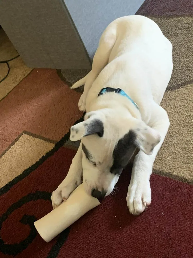A baby small-sized male Tricolor (Brown, Black, & White) Mixed Breed dog named Drew for adoption in Amherst, NY