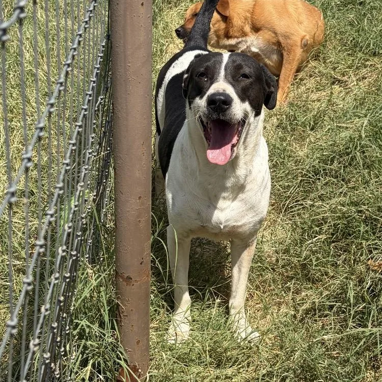 An adult medium-sized female American Staffordshire Terrier dog named Angel for adoption in Paradise, TX