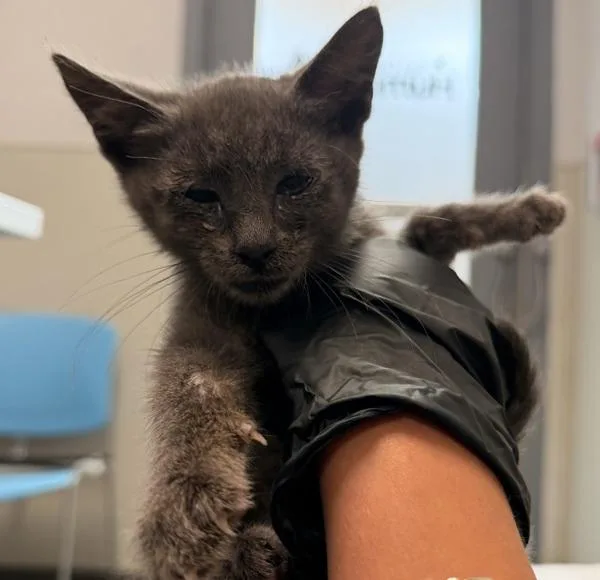 A baby small-sized female Domestic Short Hair cat named Kiana for adoption in Escondido, CA