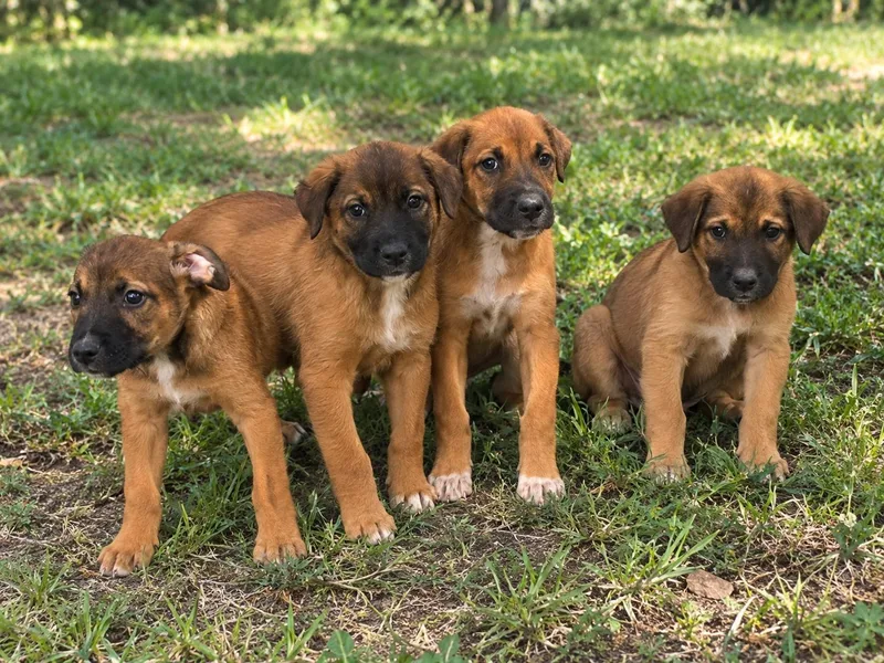 A baby medium-sized female Mixed Breed dog named Puppies for adoption in Elizabethtown, NC