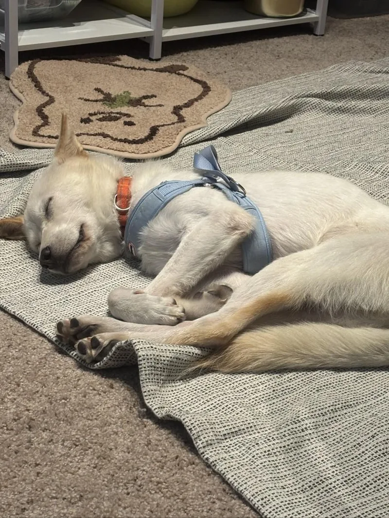 A young medium-sized male Jindo dog named Bossa for adoption in Duluth, GA