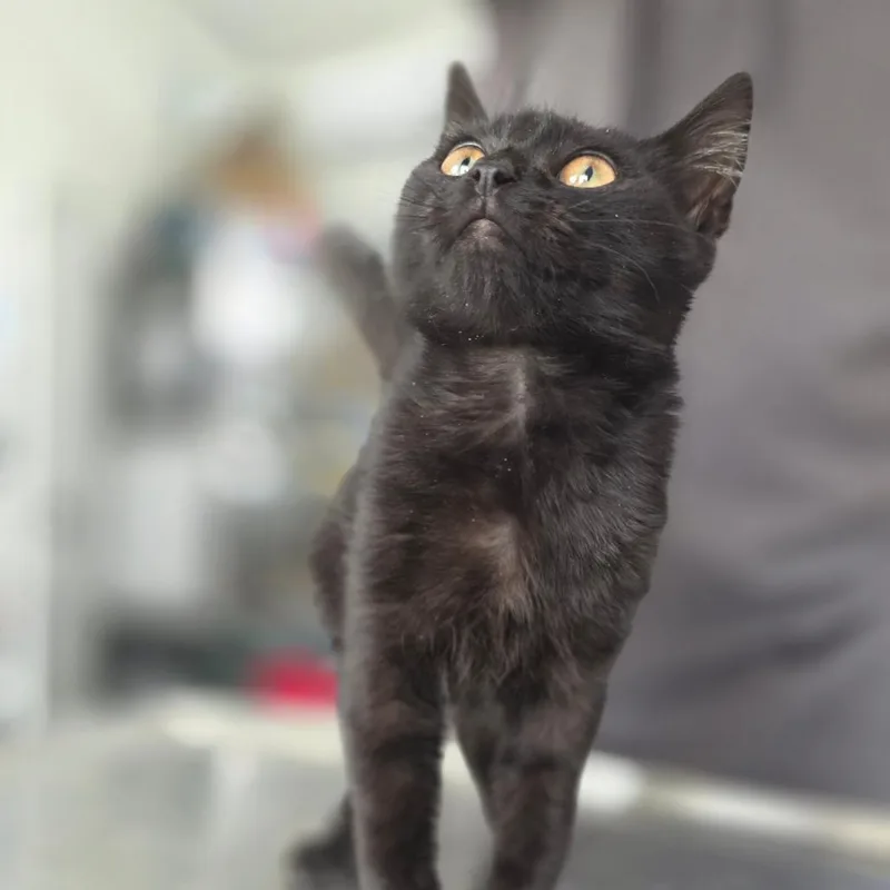 A baby small-sized female Black Domestic Short Hair cat named Phoebe for adoption in Chapel Hill, NC