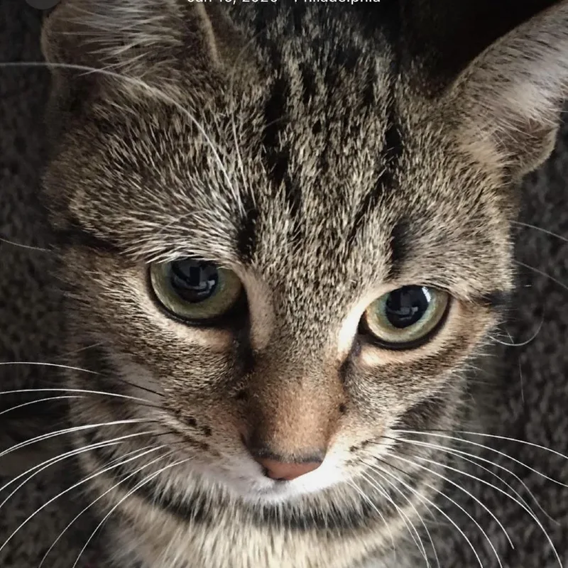 An adult medium-sized female Gray / Blue / Silver Domestic Short Hair cat named Boots for adoption in Philadelphia, PA