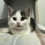 A baby medium-sized female White Domestic Short Hair cat named Cecilia for adoption in Portsmouth, OH