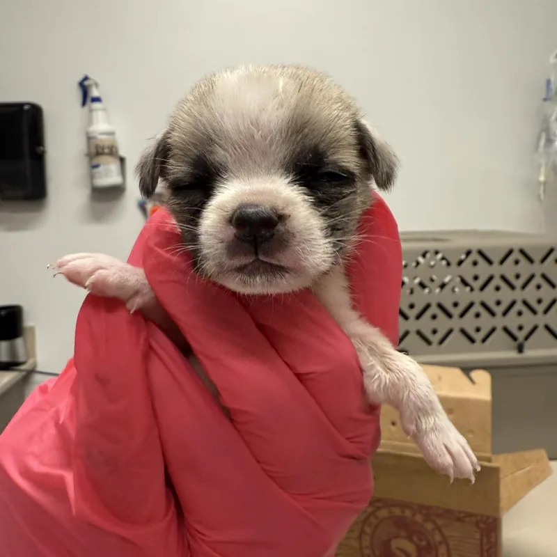 A baby small-sized female White / Cream Mixed Breed dog named Dawtie for adoption in Austin, TX